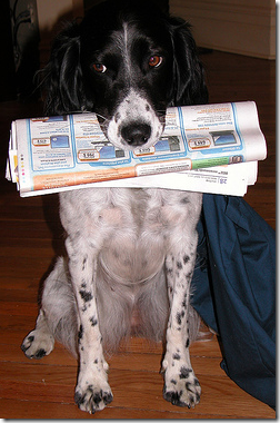 Un bon chien qui rapporte des nouvelles fra&icirc;ches